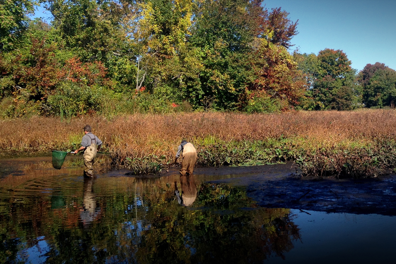 Researchers collect samples in a marsh
